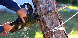 Reliable Bloomville, OH Tree Removal and Landscaping Services Solutions